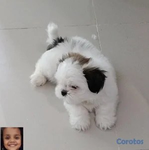 OFERTA CACHORRO SHIH TZU MACHO UBICADO EN SANTO DO