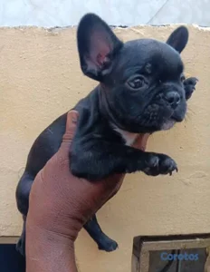 Especial de cachorro bulldog frances macho en sant