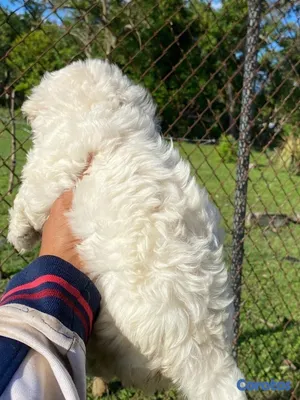 animales y mascotas - cachorro maltipoo 3