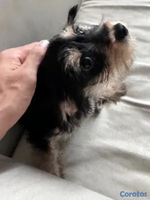 animales y mascotas - Cachorro Schnauzer Mini (HEMBRA) 4