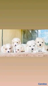 hermosos cachorritos maltes mini 
