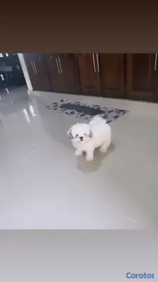 animales y mascotas - Cachorra shih tzu puro🐶💕 2