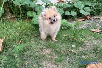 seller-logo