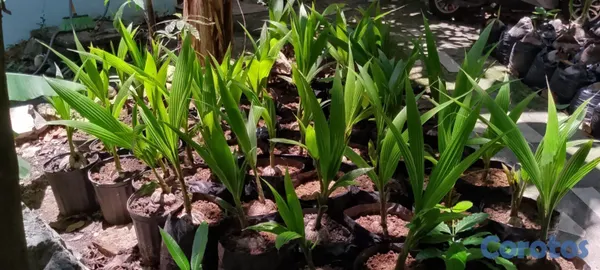 herramientas, jardines y exterior - vendo plantas o matas de coco enano verde brazileño en puerto plata muñoz  2