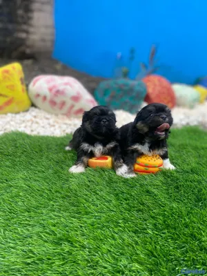 animales y mascotas - Cachorros Shipoo 4