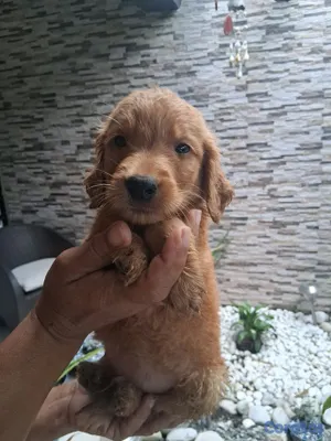 animales y mascotas - Lindos y juguetones  Golden Retriever esperando ser parte de tu casa  7