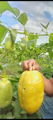herramientas, jardines y exterior - Fertilizantes Orgánico liquido a campo abierto y I 11