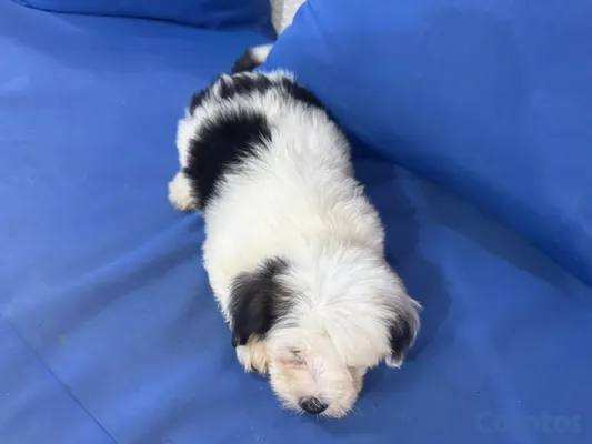 animales y mascotas - hermosos cachorros shihppo shipo chipo poodle puder 4