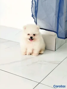 hermosos cachorritos pomerania mini toy