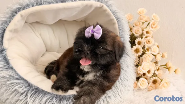 animales y mascotas - Shihtzu dos meses Ambos Sexos  9