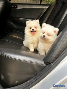 hermosos cachorritos pomerania mini
