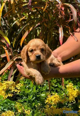 animales y mascotas - hermosos Cachorros cocker spaniel  3