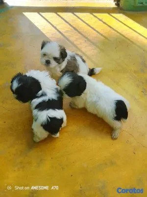 animales y mascotas - Hermosos cachorritos Shitzu mini 4
