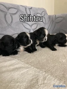 Shihtzu ambos sexos