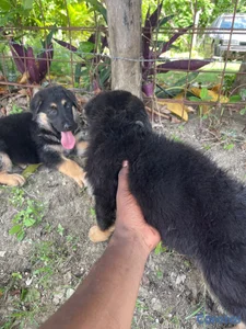 Cachorro de pastor alemán 