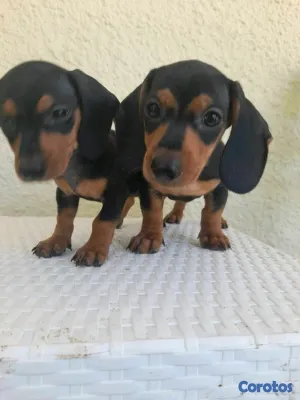 animales y mascotas - hermosos cachorritos dochshund machos 
 3