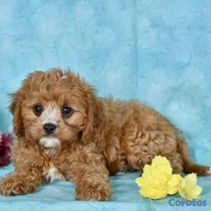 OFERTA CACHORRO CAVAPOO AMBOS SEXO UBICADO EN BOST