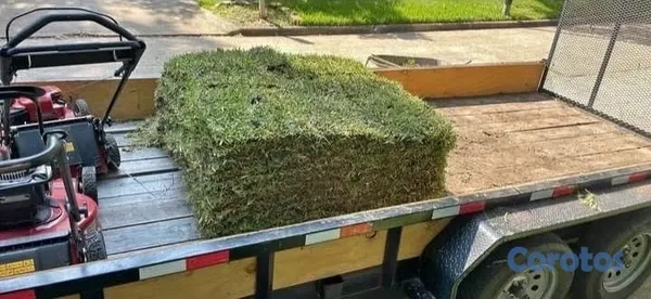 herramientas, jardines y exterior - Vendo todos tipos de paletas de zacate.

San Agustín 
Bermuda.
Zoysia.
 15