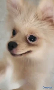 CACHORRO POMERANIA PURO