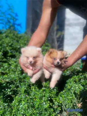 animales y mascotas - Cachorros Pomerania 🤍🐶🐾
Macho y hembra 4