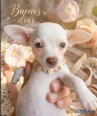 animales y mascotas - Chihuahua Mini Blanco 2
