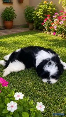 animales y mascotas - hermosos cachorritos shitzu toy 2