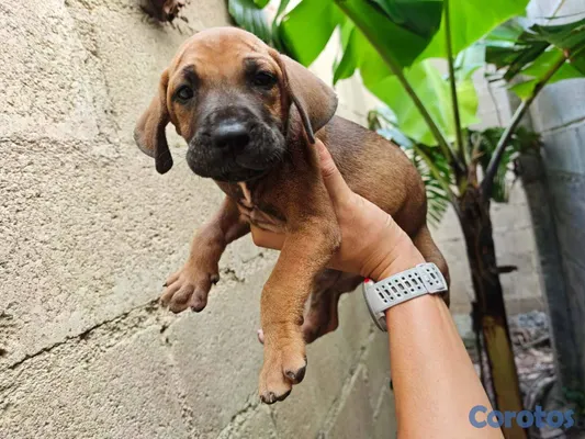 animales y mascotas - OFERTA CACHORRO FILA BRASILEIRO HEMBRA EN UBICADO  2