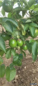 Fertilizantes Orgánico liquido a campo abierto y I