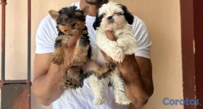 OFERTA 2 CACHORRO  YORKIE HEMBRA Y SHIH TZU MACHO 