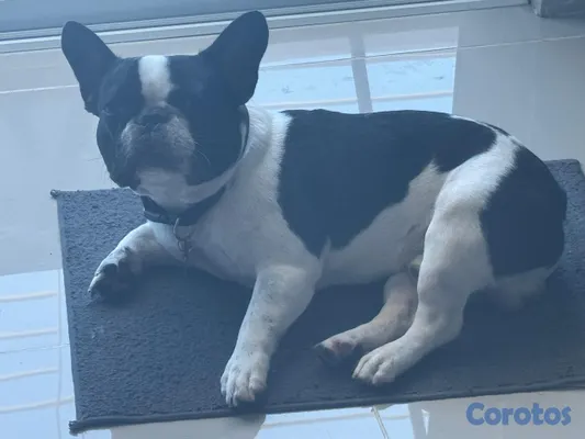 animales y mascotas - BULLDOG FRANCES FRENCHIE PARA MONTA 2