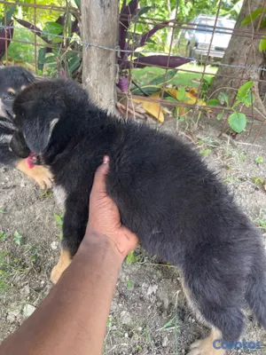 animales y mascotas - Cachorro de pastor alemán  4