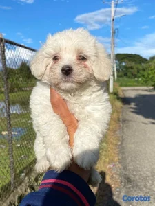 cachorro maltipoo