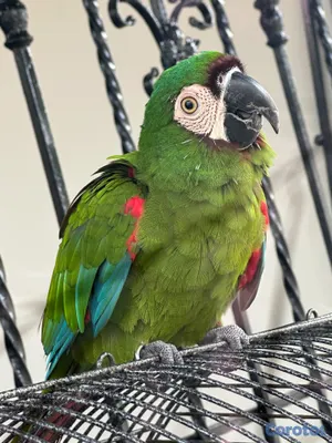 animales y mascotas - Guacamaya verde 2