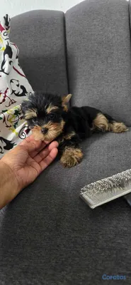 animales y mascotas - Cachorros Yorkies Ambos sexo 4
