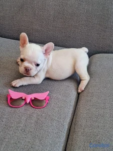 OFERTA CACHORRO BULLDOG HEMBRA BLANCA UBICADO EN S