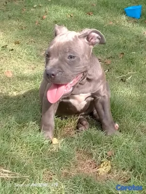 animales y mascotas - Pitbull 4