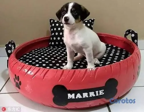 animales y mascotas - camas de perro en perfecto estado 4