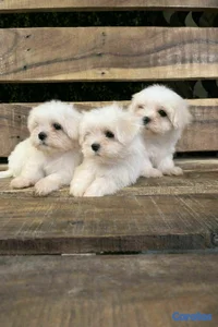 hermosos cachorrtios de maltes toy