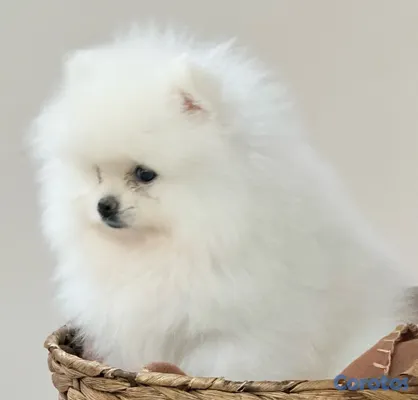 animales y mascotas - POMERANIA VEAS POMS | PARA QUIENES BUSCAN ALGO ESPECIAL 5