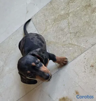 animales y mascotas - Perro Salchicha (Dachshund) Black merle MACHO (INCLUYE A