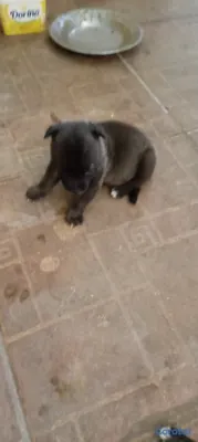 animales y mascotas - Perritos 9