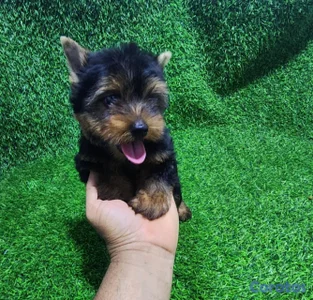adorable cachorrita yorky disponible parte de ti 