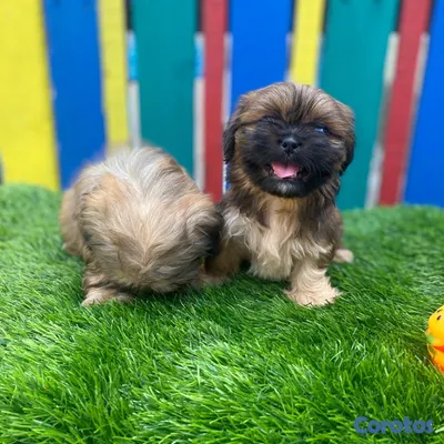 animales y mascotas - Pekines  3