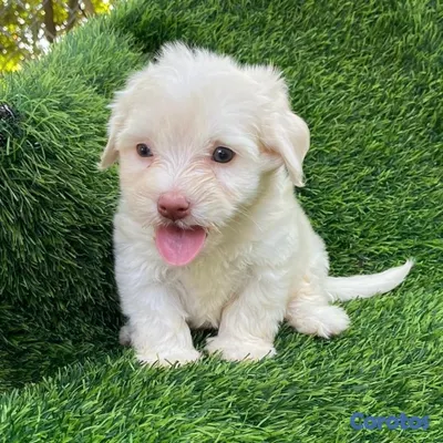 animales y mascotas - MALTIPOO 
HEMBRA Y MACHO 3