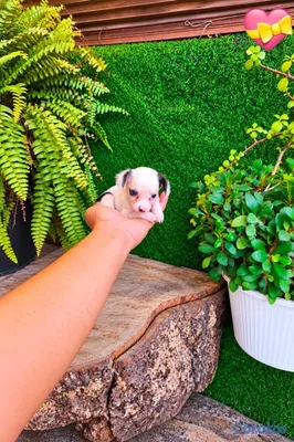 animales y mascotas - OFERTA CACHORRO CHIHUAHUA AMBOS SEXO UBICADO EN SANTO DOMINGO  4