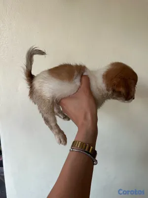 animales y mascotas - CHIHUAHUA MARIPOSA  8