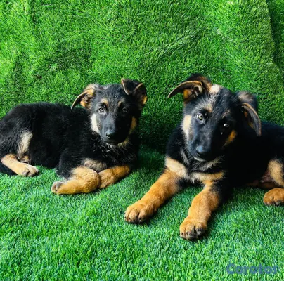 animales y mascotas - VENTA DE CACHORROS PASTOR ALEMAN 4