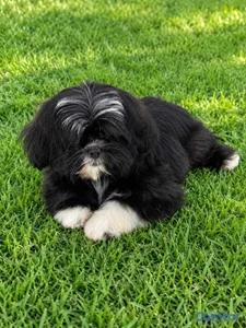 ESPECIAL CACHORRO SHIPOO HEMBRA EN UBICADO EN SANT