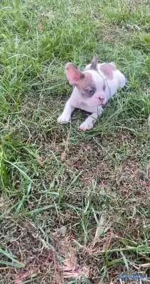 animales y mascotas - OFERTA CACHORRO BULLDOG FRANCES MACHO EN UBICADO E 3