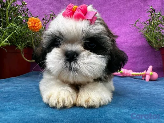 animales y mascotas - hermosos cachorritos shitzu toy 4